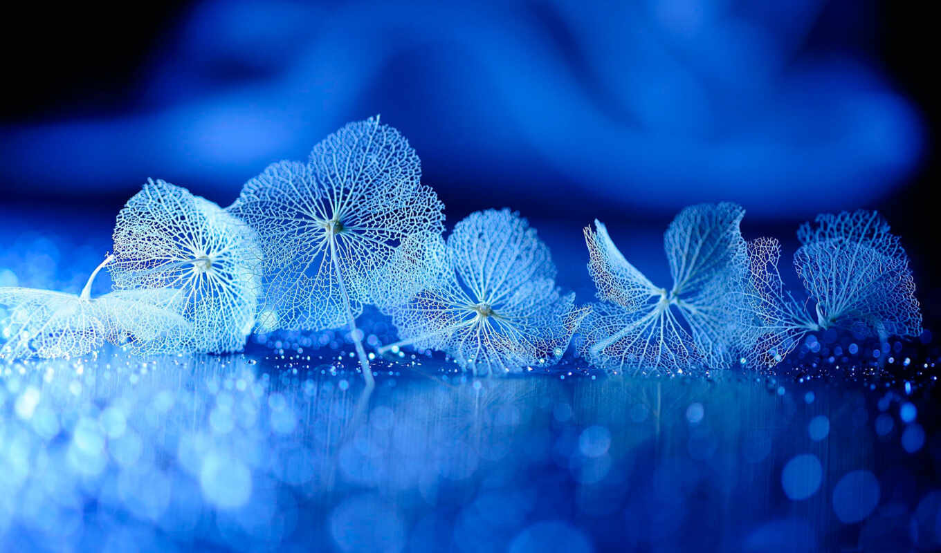 nature, sky, blue, water, flower, winter, macro photography, hydrangea