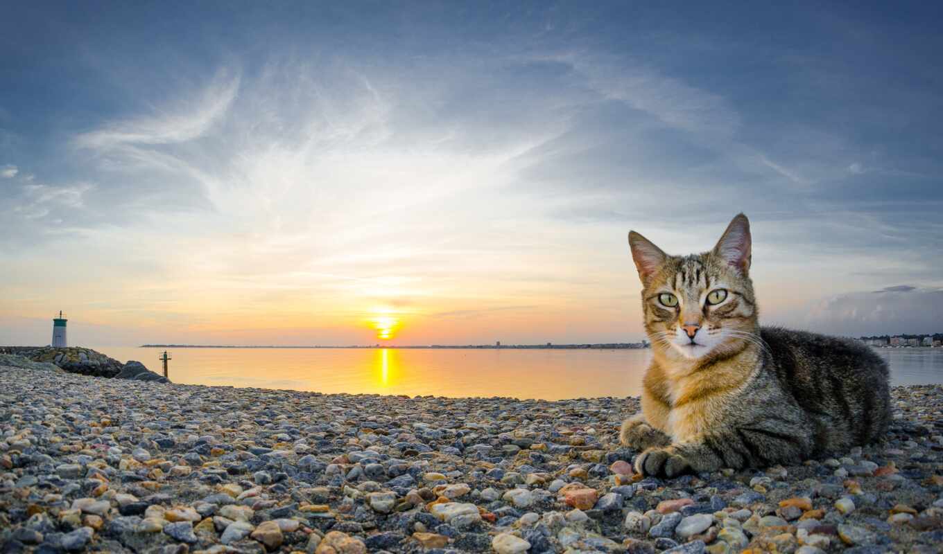 sun, пляж, кот, море, камни