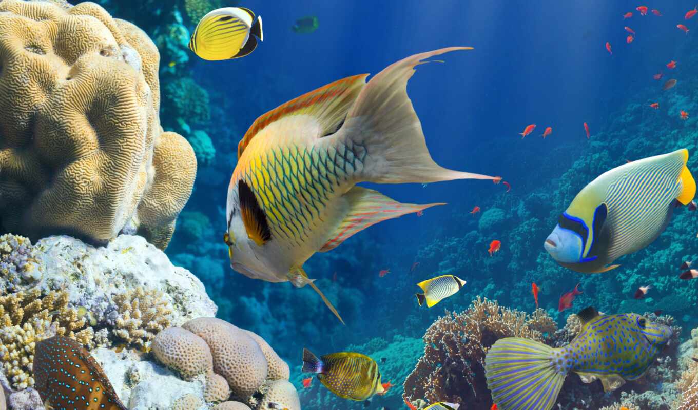 world, морская, экзотические, pinterest, оптом, акула, underwater, pisces, рифы, коралловые, тематика