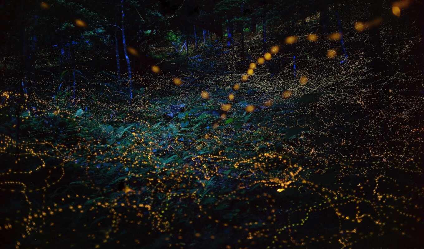 summer, amazing, photos, Japan, surreal, fireflies