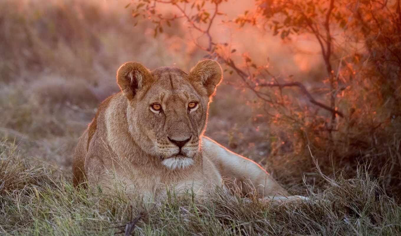sunset, cat, quality, print, country, lioness, canvas, order, choose