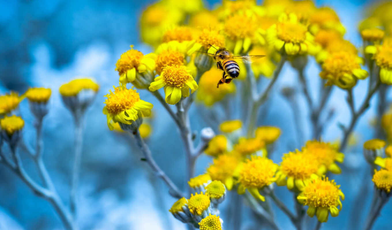 цветы, пчелка, new, тв, garden, весна, насекомое, yellow, inch, вести