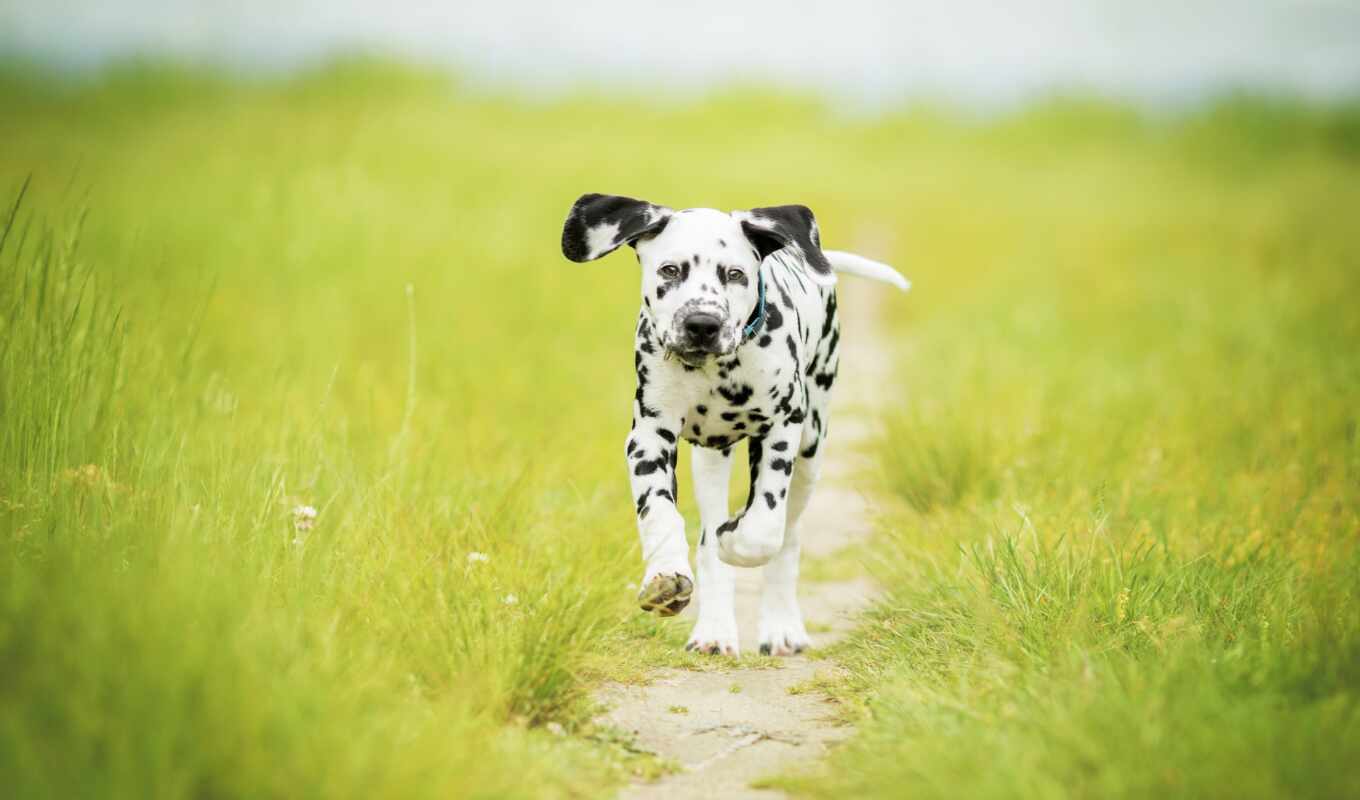 flowers, grass, field, dog, see, animal, baby, device, dalmatian, lawn, depth