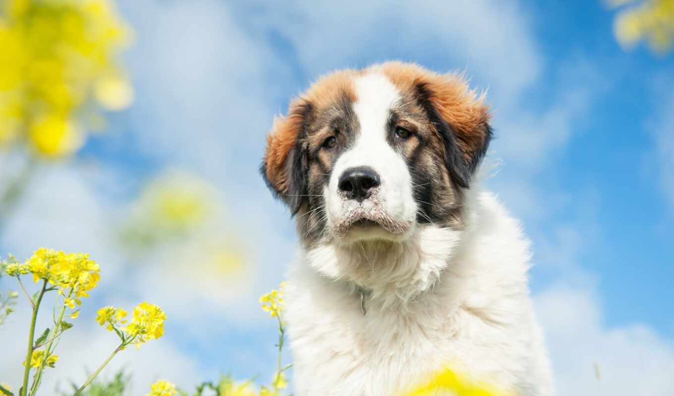 цветы, white, собака