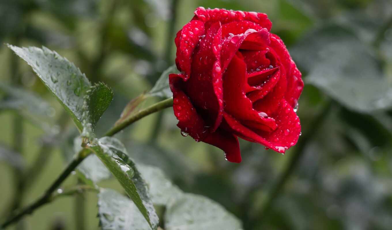flowers, rose, pic, beautiful, drizzle, stoloboi