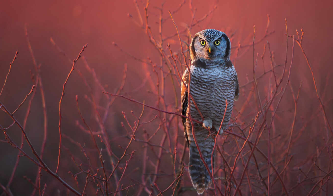 nature, view, colorful, owl, gallery, bird, animal, id, rare, frontal