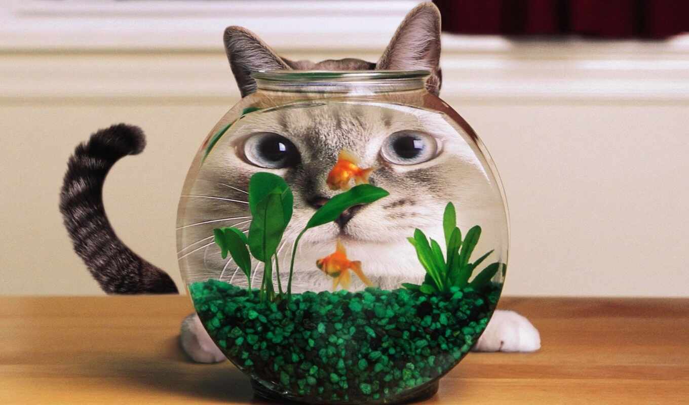кот, fish, funny, искажение, аквариум, goldfish