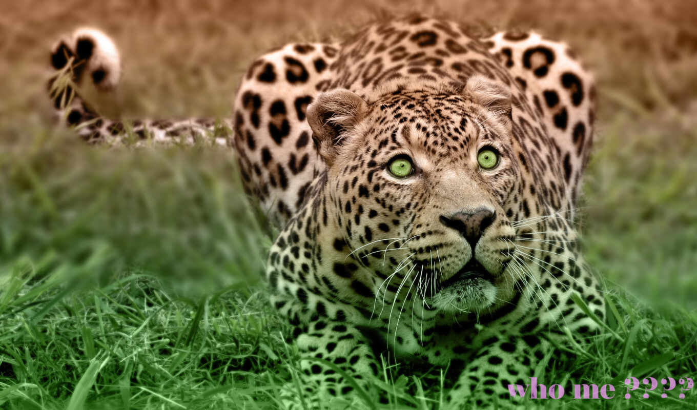 image, leopard, wild, kostenlo, fried