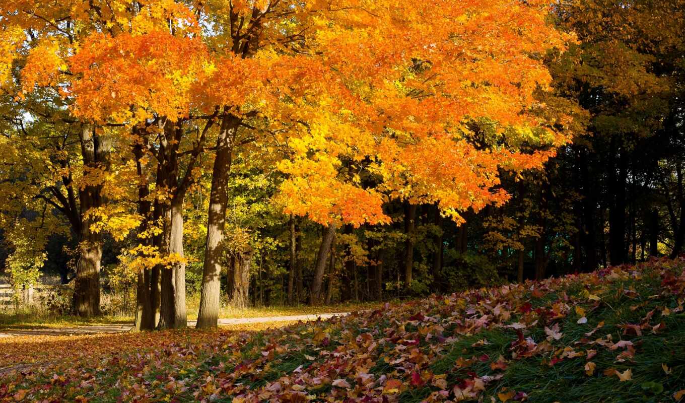 autumn, осень, деревья, покров, листва, wallpaper, colors, впереди, природа, and, time, desktop, fall, wallpapers, картинка, картинку, 