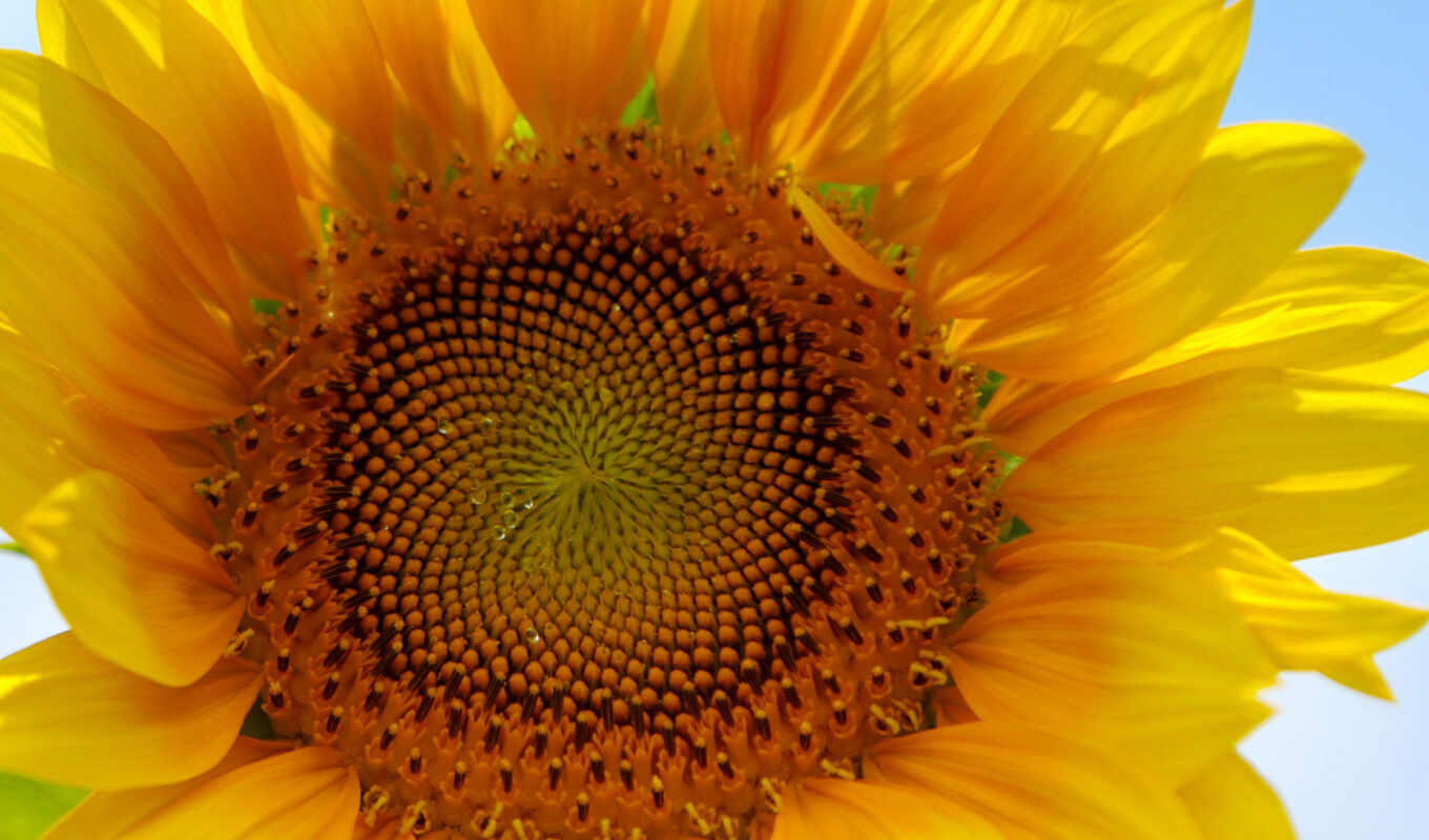 iphone, изображение, flowers, flower, sunflower, лечение, meditazione