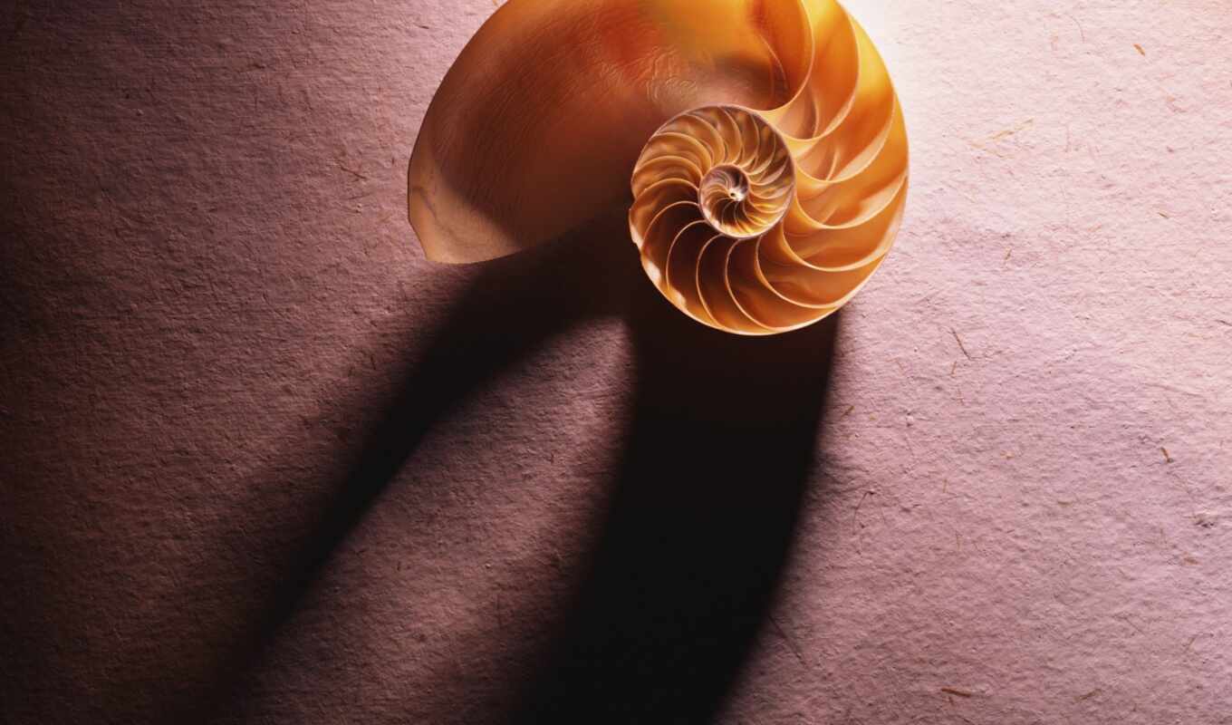 picture, minimalism, shadow, seashell, paper, sink