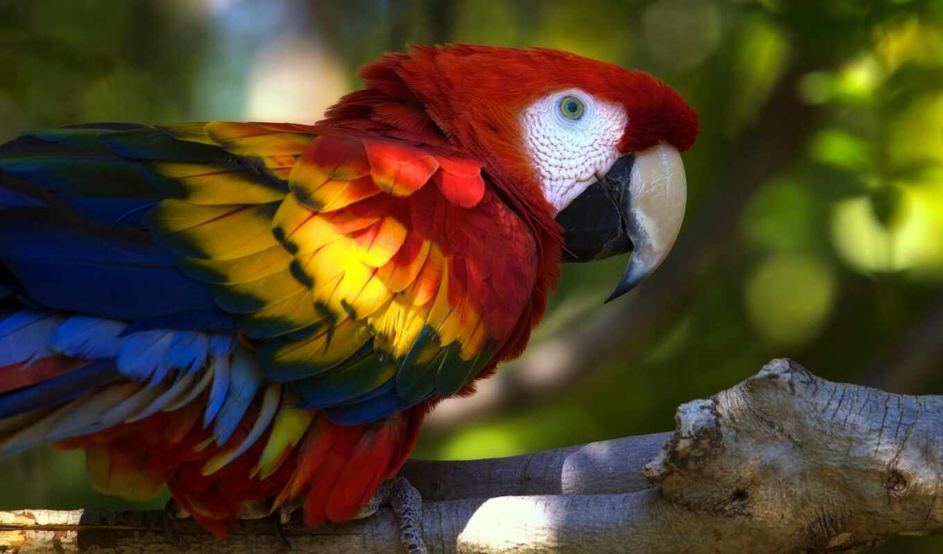 view, colorful, a parrot, wavy