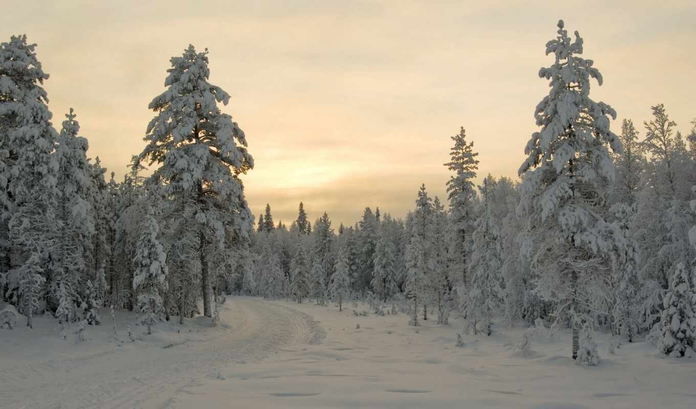 природа, пейзажи -, картинка, закат, снег, winter, категории, trees, нефть, фоны, favourite