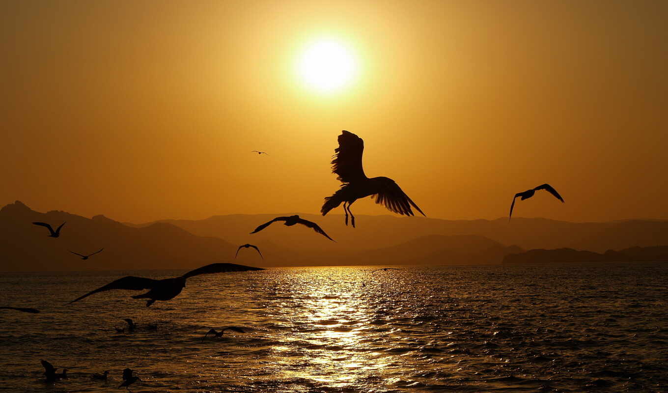 with, sunset, sunset, sea, with water, birds