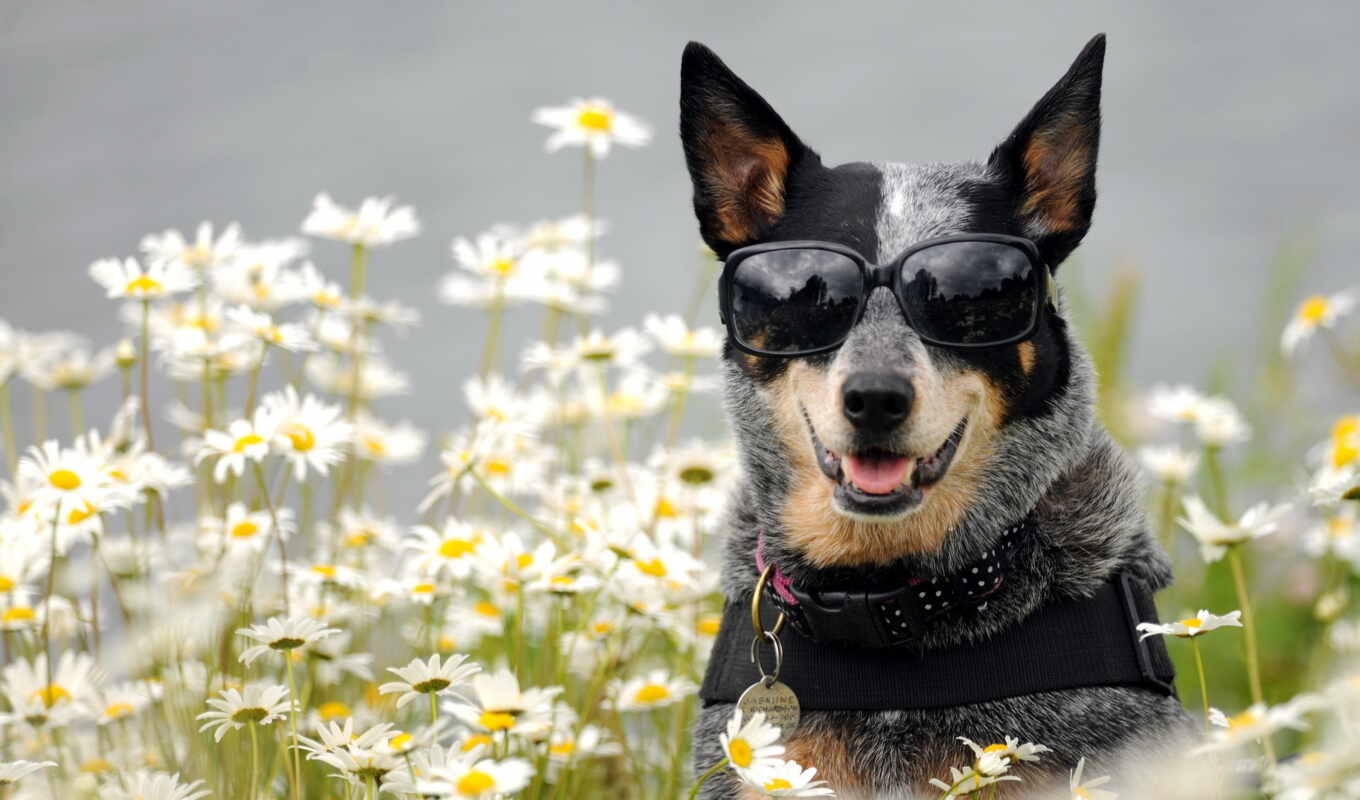 dog, glasses, dogs, muzzle, friend, daisies, cvety