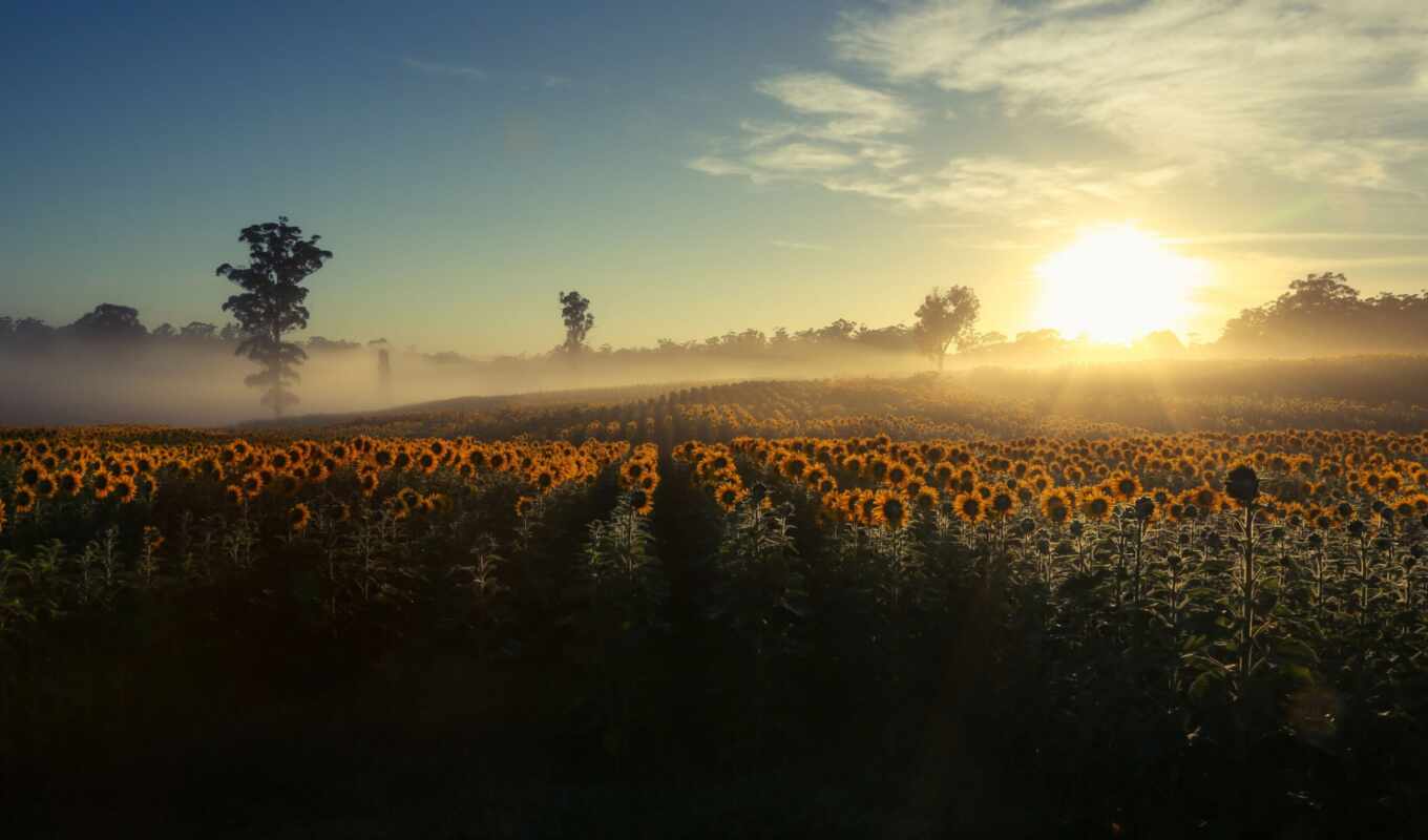 поле, подсолнух, утро, туман, cvety