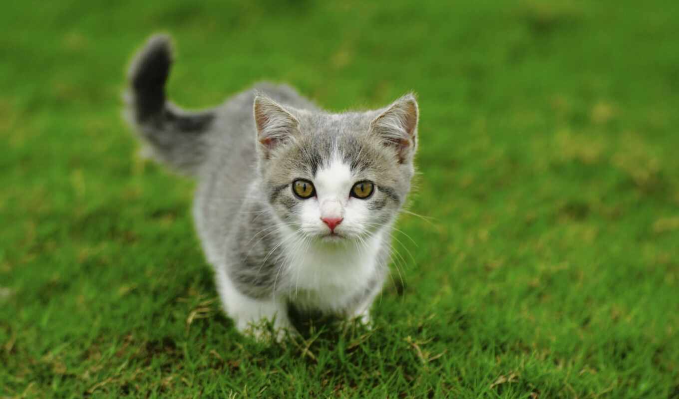 white, grass, cat, cute, little, kitty