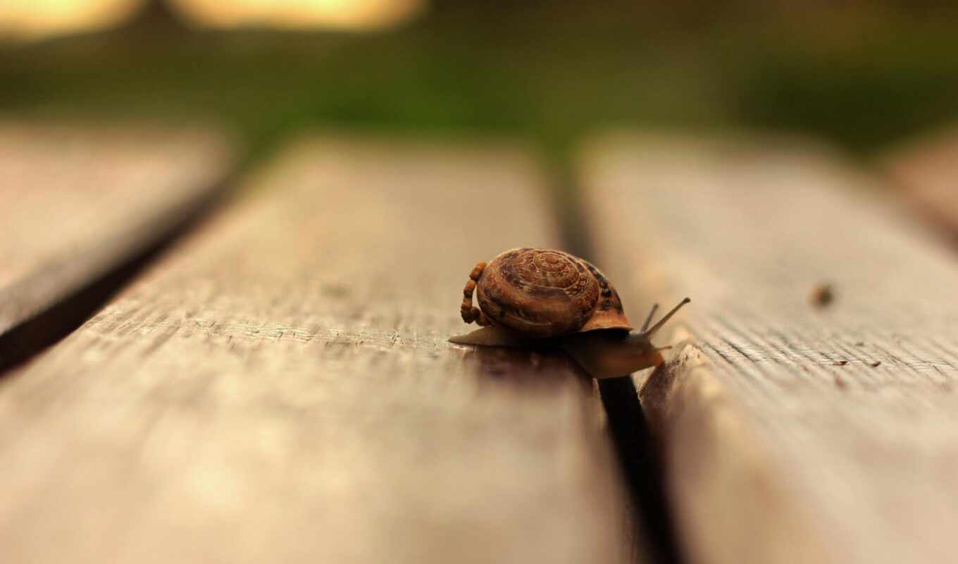 smooth surface, wooden, snail