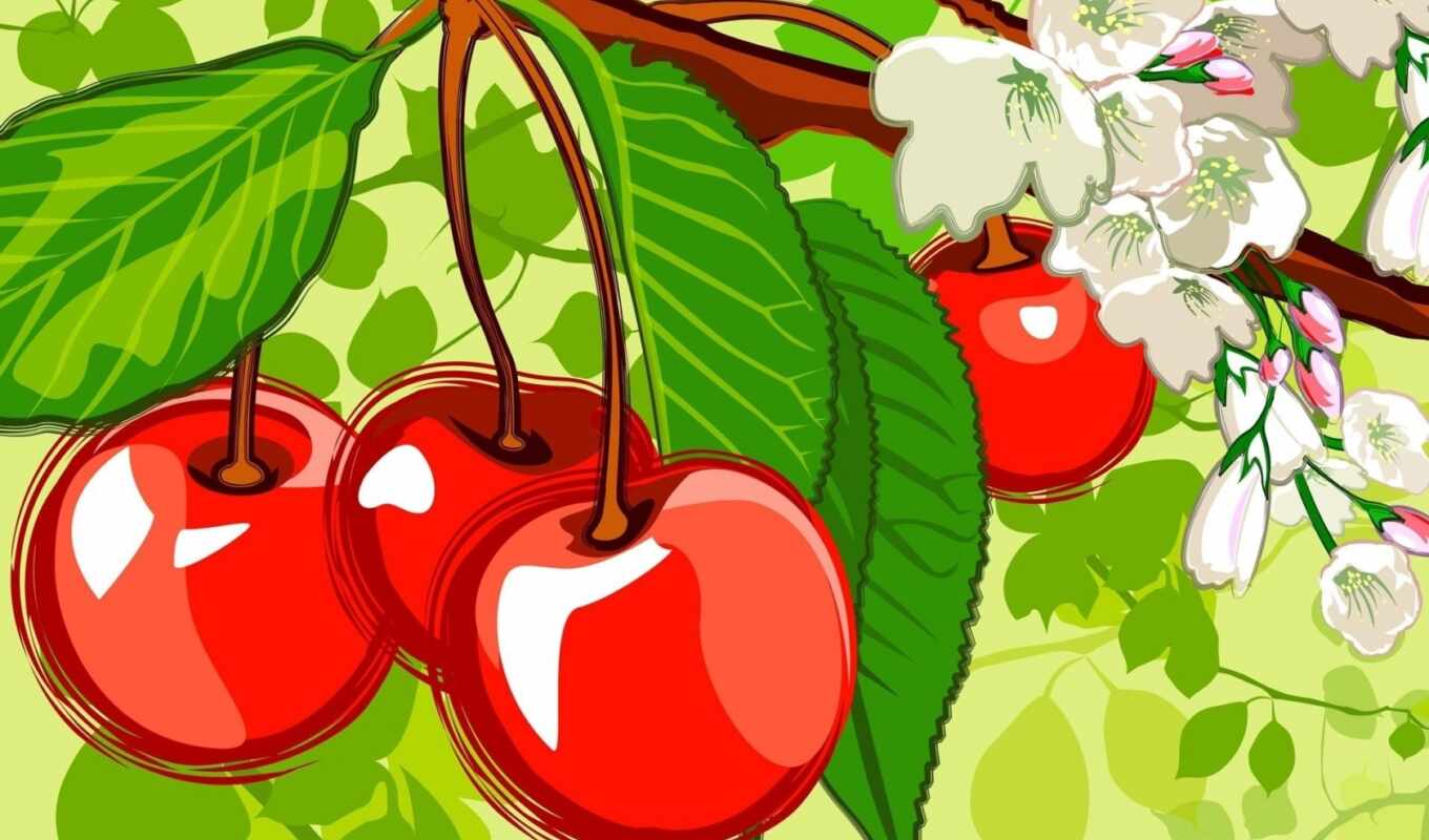 cherry, плод, drawing