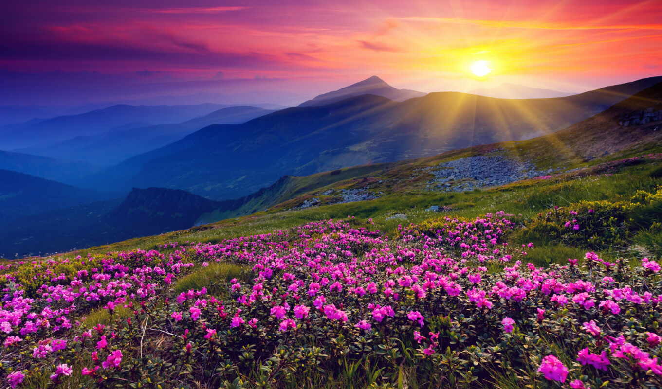 небо, цветы, sun, рассвет, высоком, горы