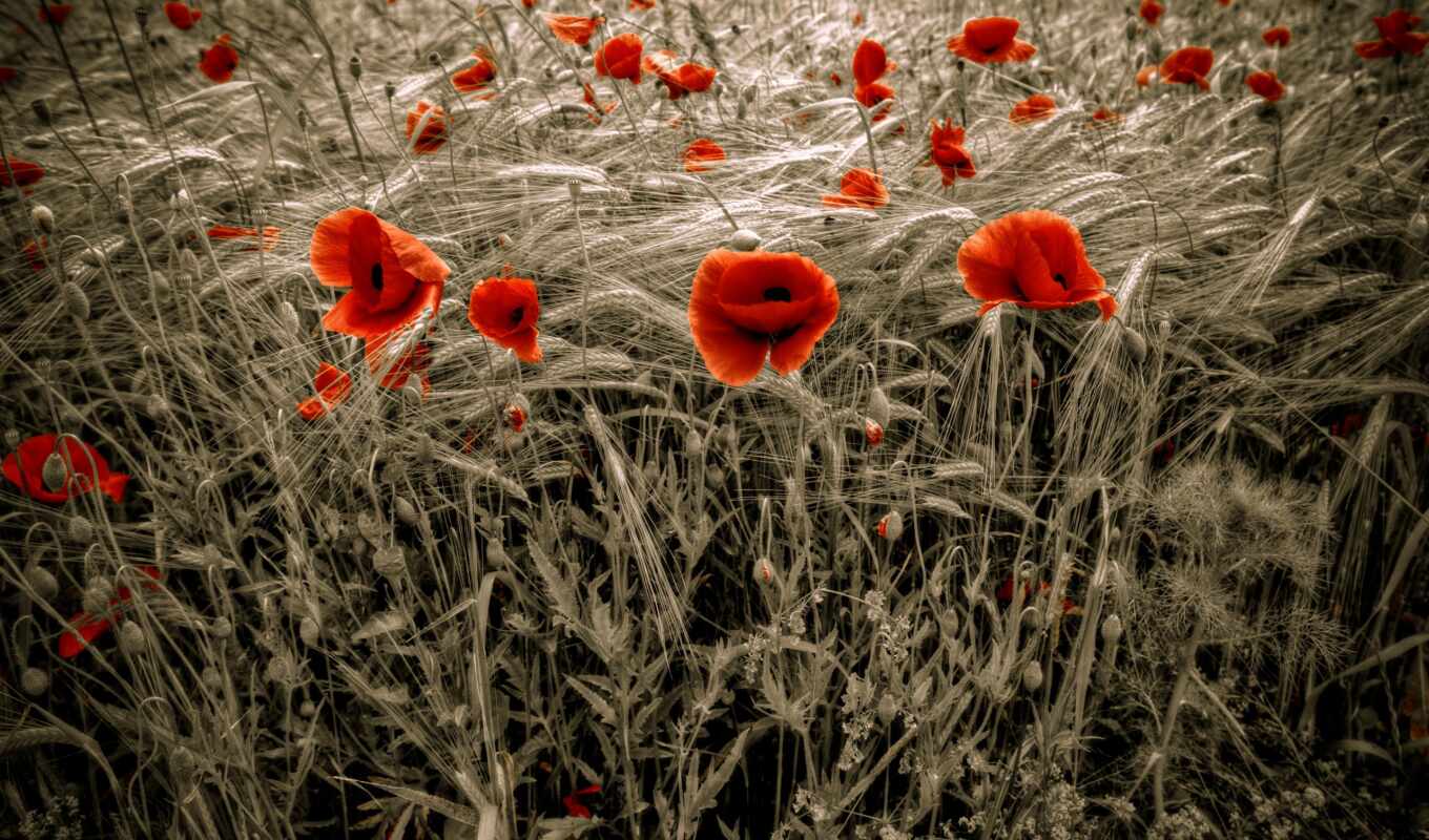 Red, field, different, poppies
