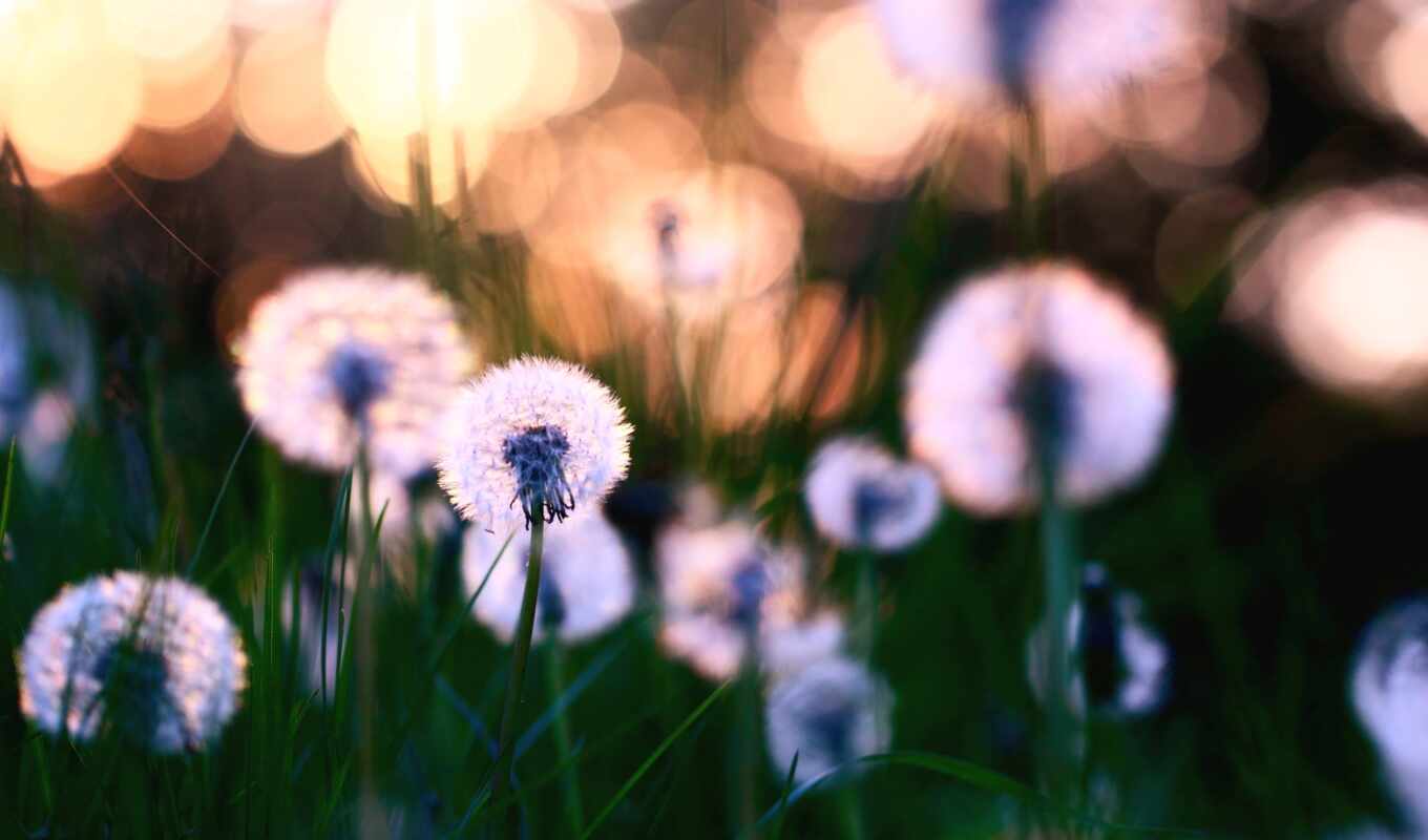 nature, foliage, dandelions, blossom, lawn, cvety, plants, weed