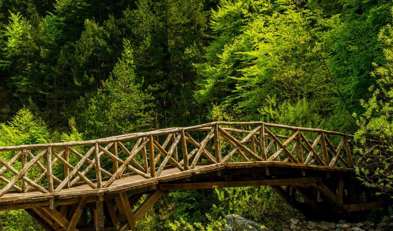 зелёный, лес, мост, wooden, густой