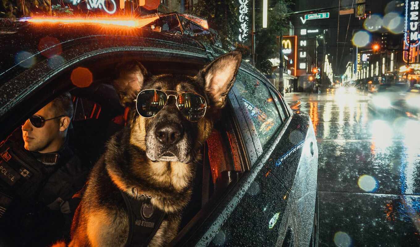 police, собака, календарь, vancouver, крутой, policeiskii, release, буква, сервис