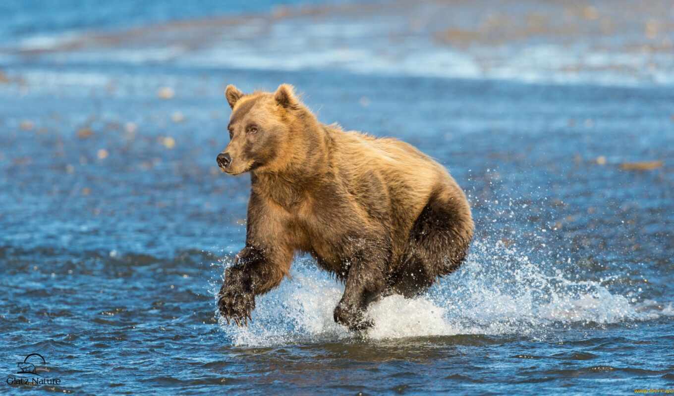 great, интересно, браун, медведь, брызги, animal, run, grizzly, лосось