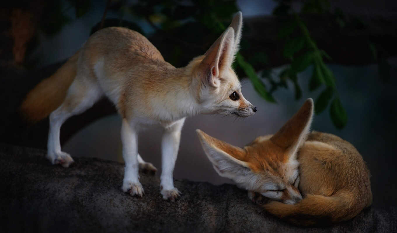 view, couple, fox, animal, kit, rate, fennec, gettyimageskorea, tapetum