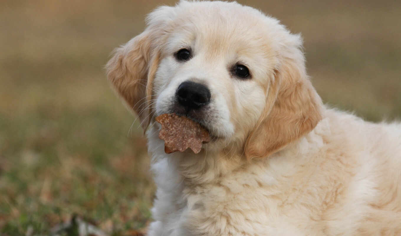 cute, dog, golden, puppy, animal, small, retriever, beige