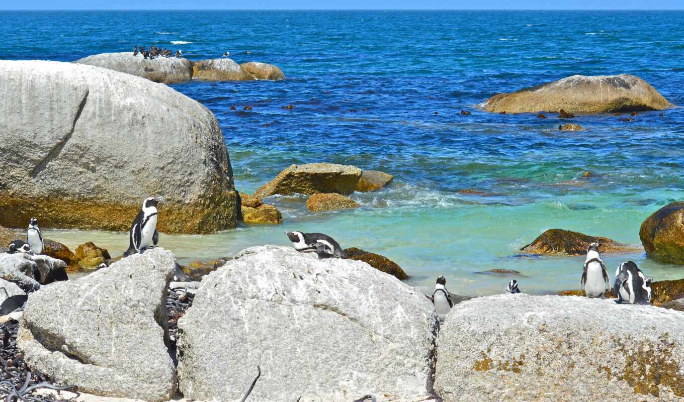 rock, landscape, море, pic, птица, animal, пингвин