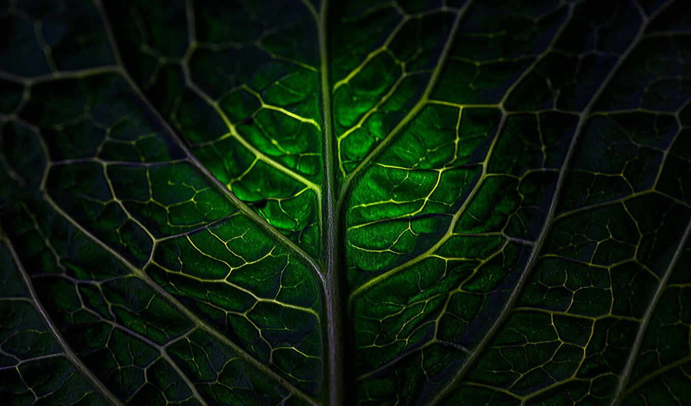лист, текстура, зелёный, leaf