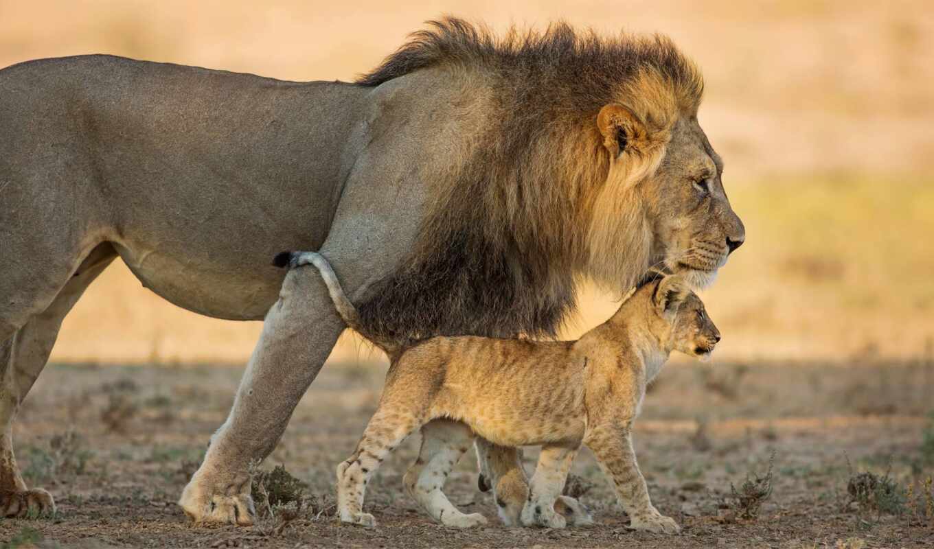 lion, left, the cub, lionoke
