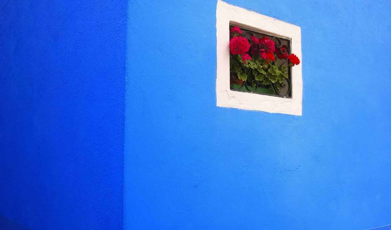 цветы, стена, окно, italy, burano, besplatnooboi