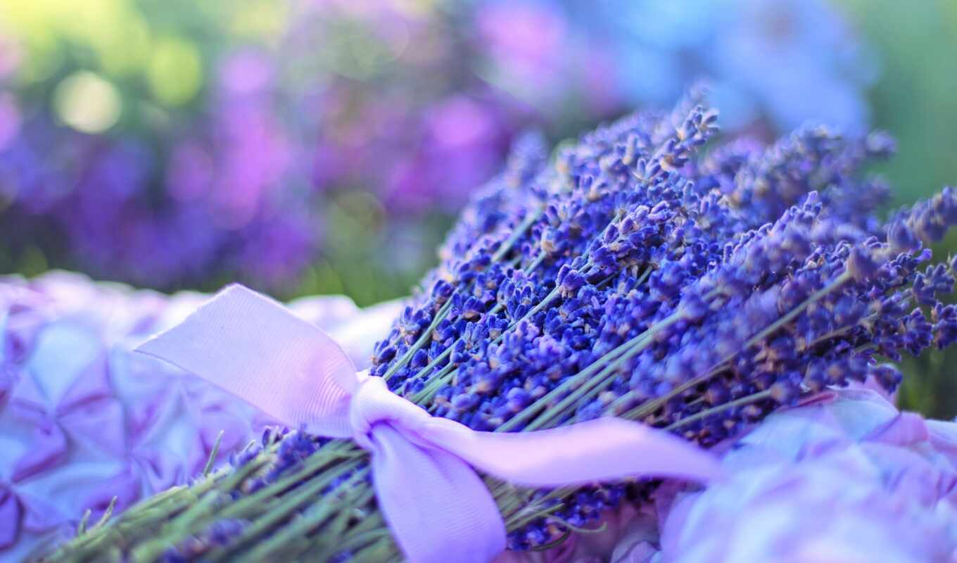 хороший, цветы, день, news, hoa, lavender, narrow, петрозаводск, makryi