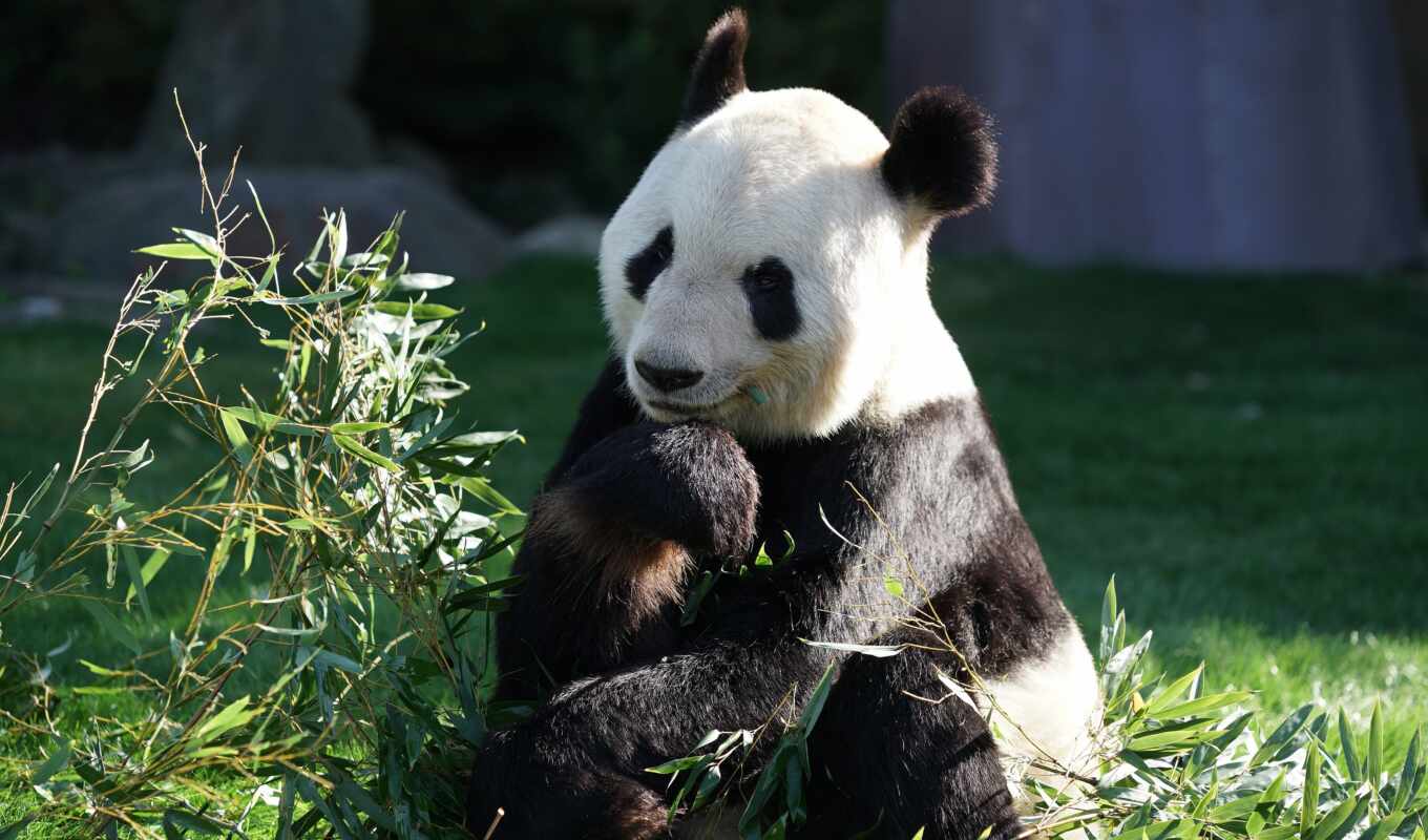 green, field, closely, panda, bear, animal, in, plant, sit, the first, pro