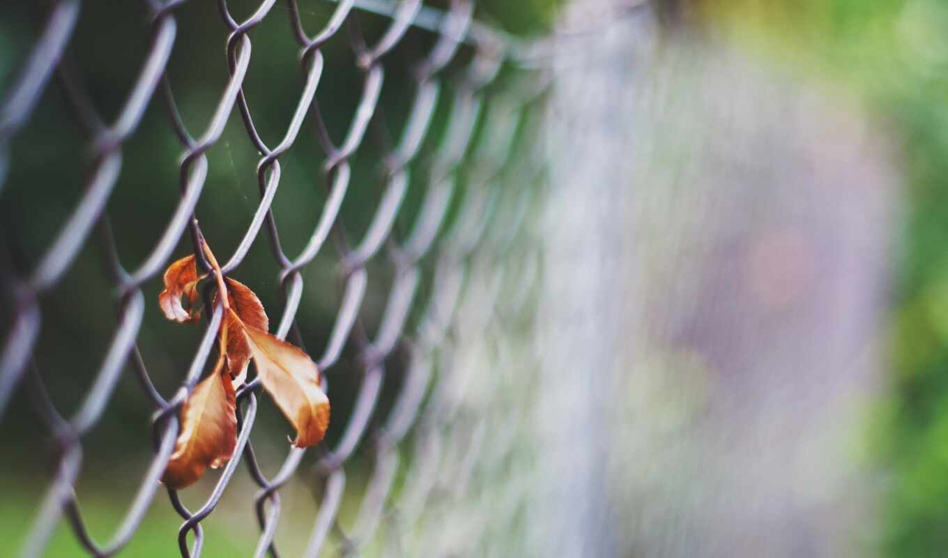 nature, category, topic, autumn, fence, leaf, ultimate, serve