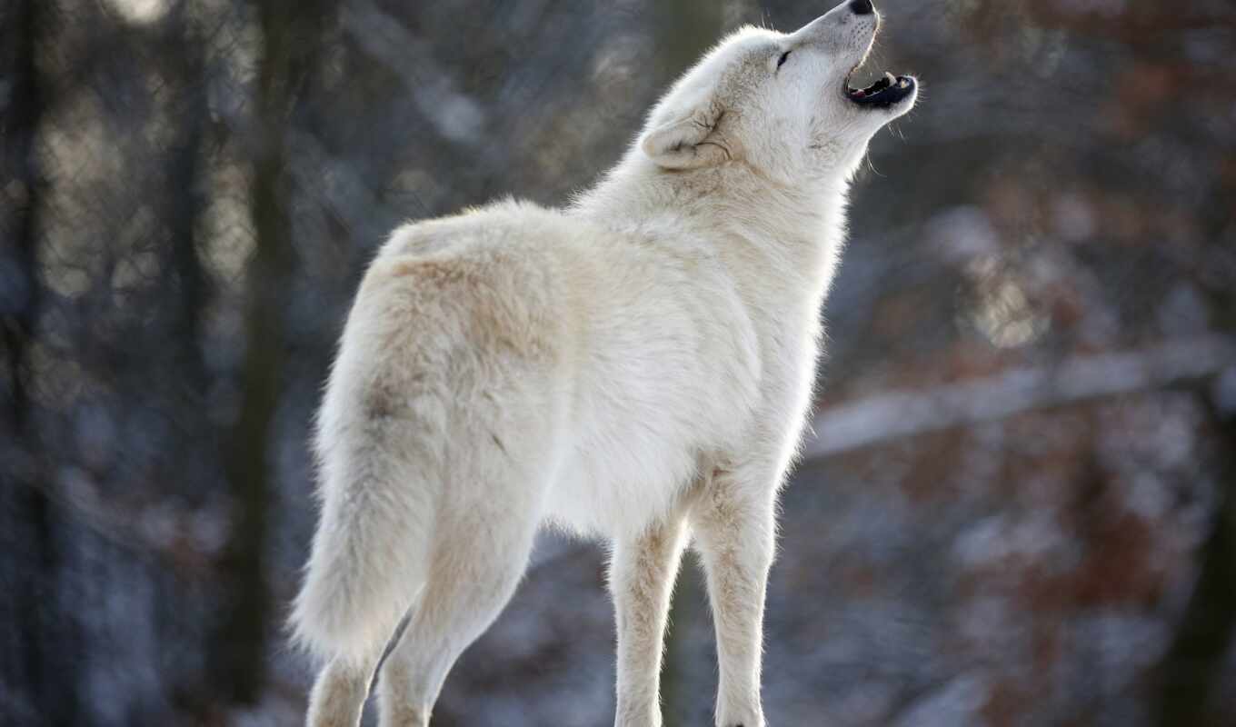 white, волк, вой