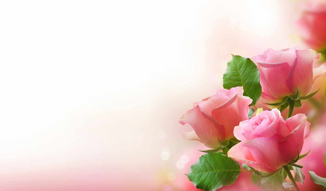 flowers, rose, congratulation, because