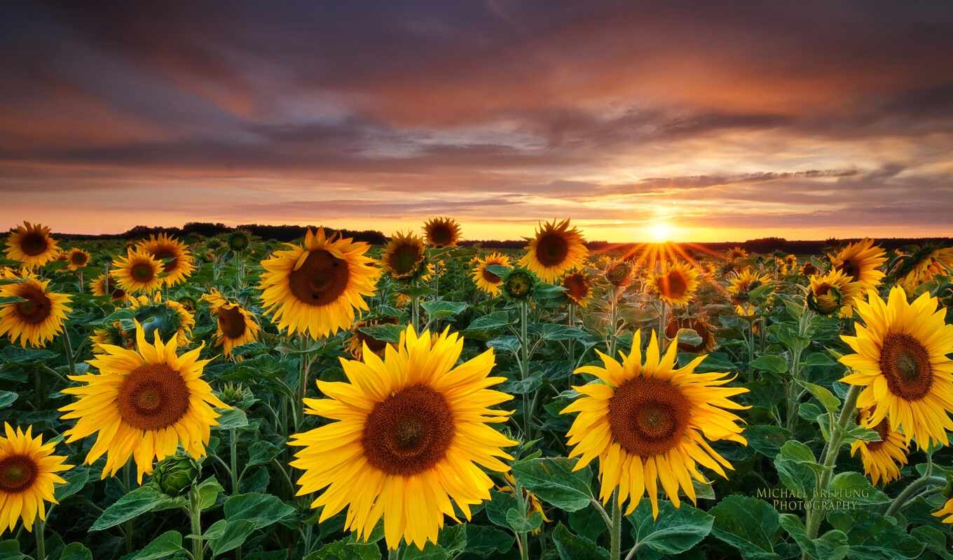 sunflower, landscape, garden
