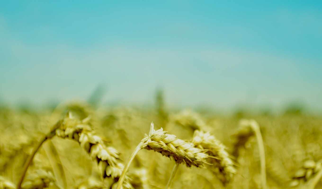 природа, еда, трава, поле, растение, crop, agriculture, пшеница