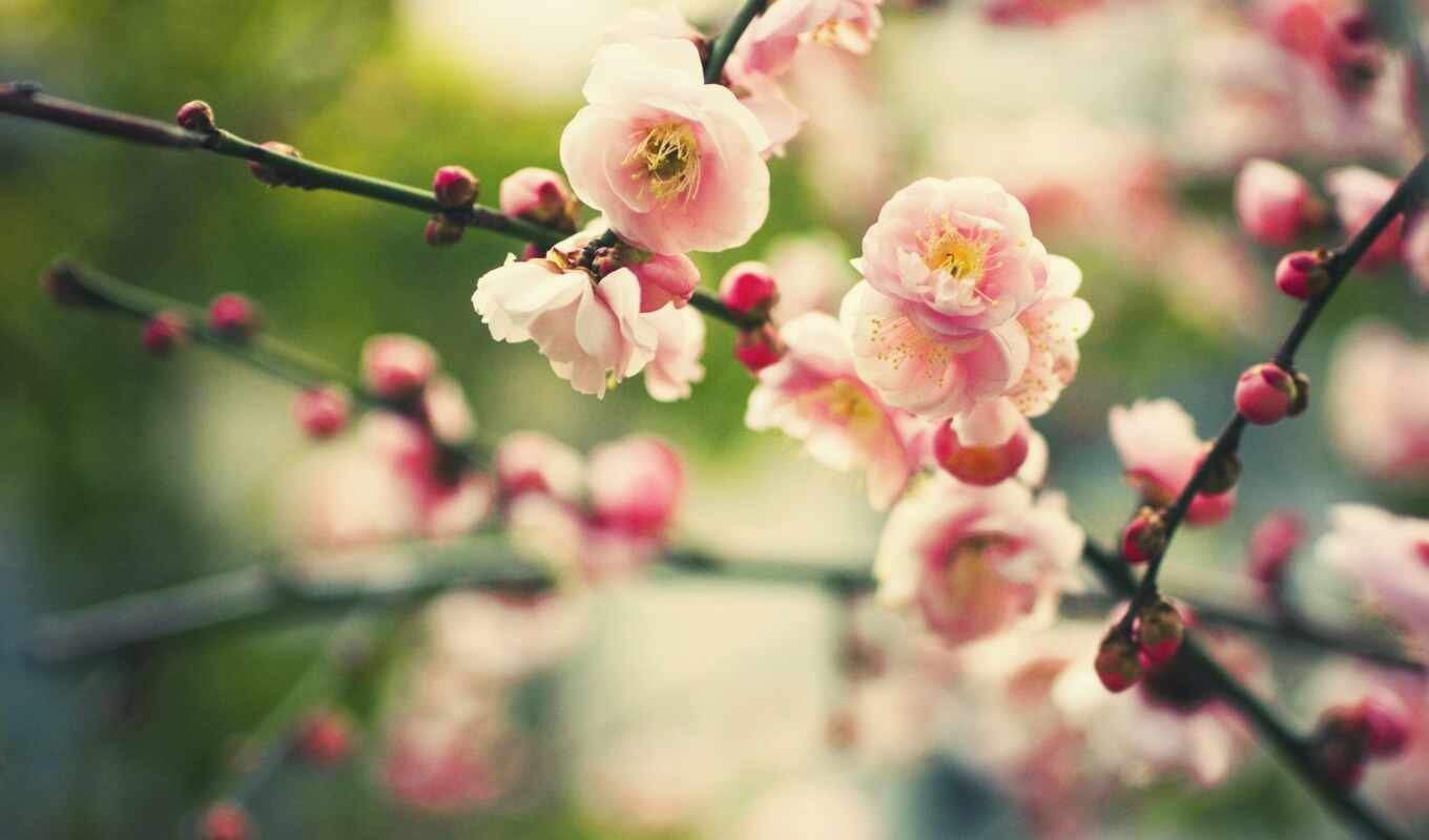 nature, flowers, plant, branches, blossom, buds