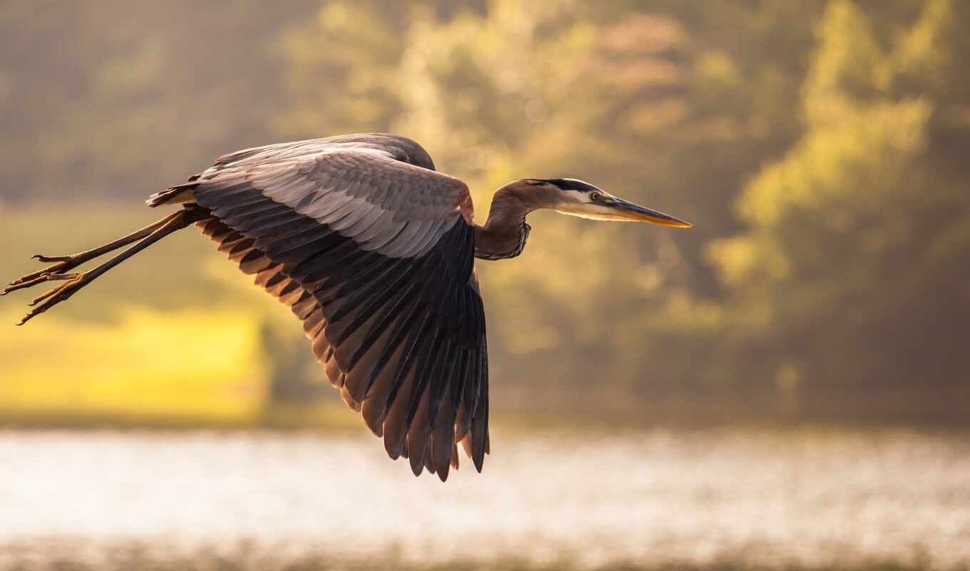 flight, water, bird, heron, pond, crane