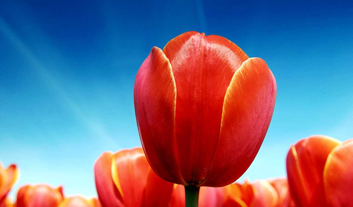 sky, flowers, red, tulips, tulip, solar