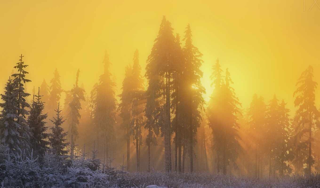 nature, a computer, snow, winter, forest, morning, yellow, device, smartphone