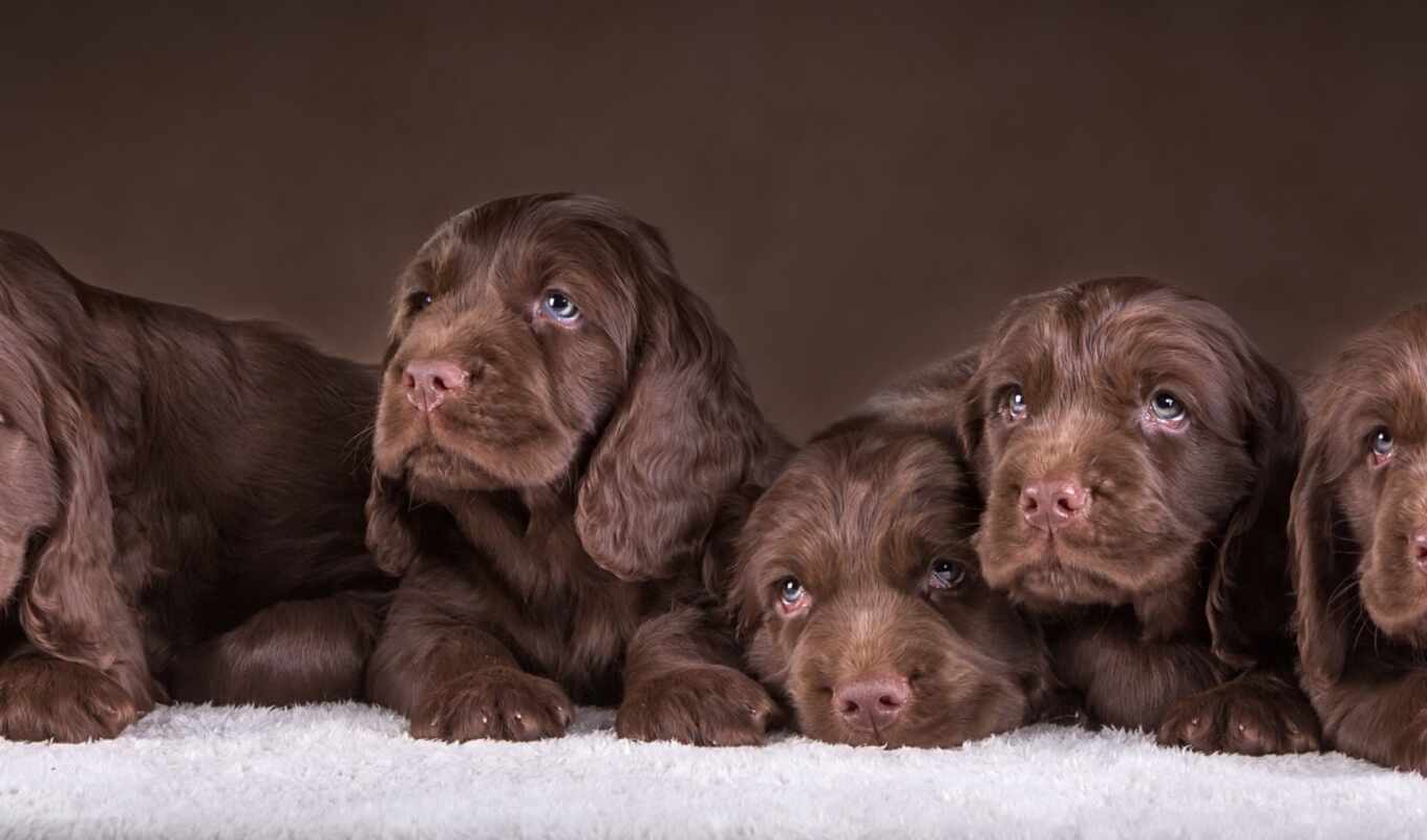 cute, собака, chocolate, щенок, animal, german, toy, спание