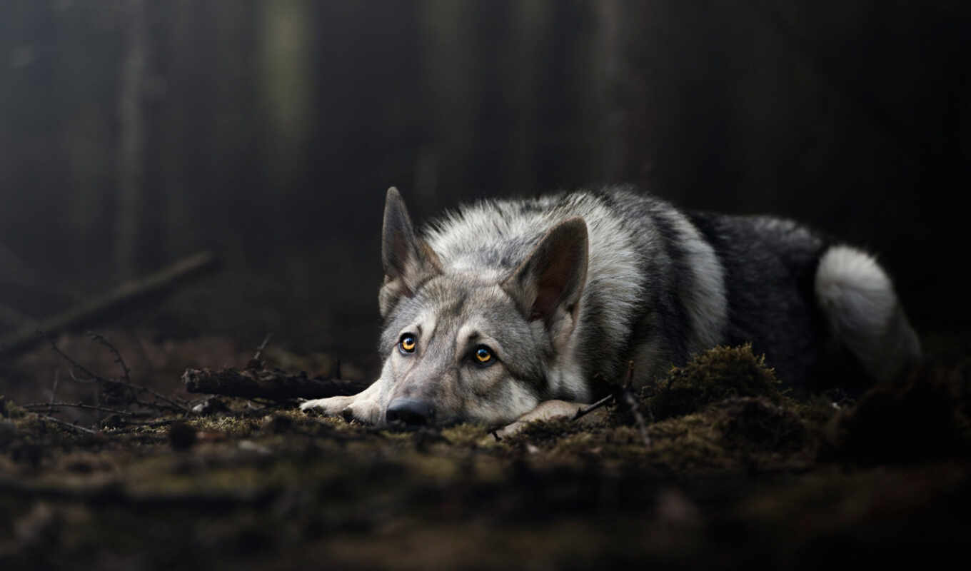 фото, картинка, доска, собака, найти, волк, pinterest, волчий, habitat, fore