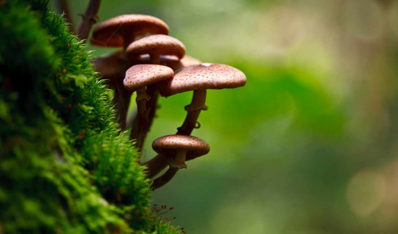 moss, mushroom, depth