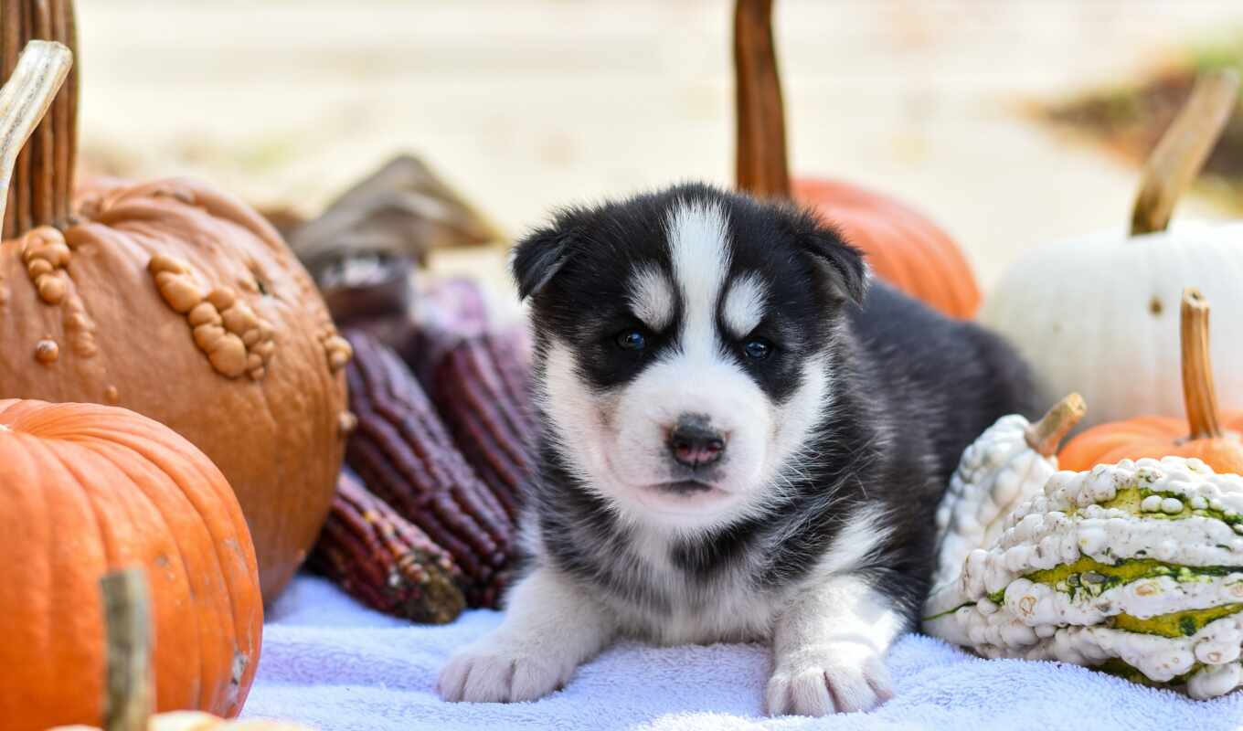 dog, husky, animal, baby, pet, pumpkin